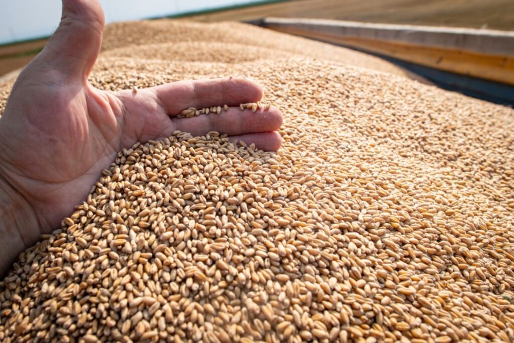 Vand grâu panificatie, productie 2025