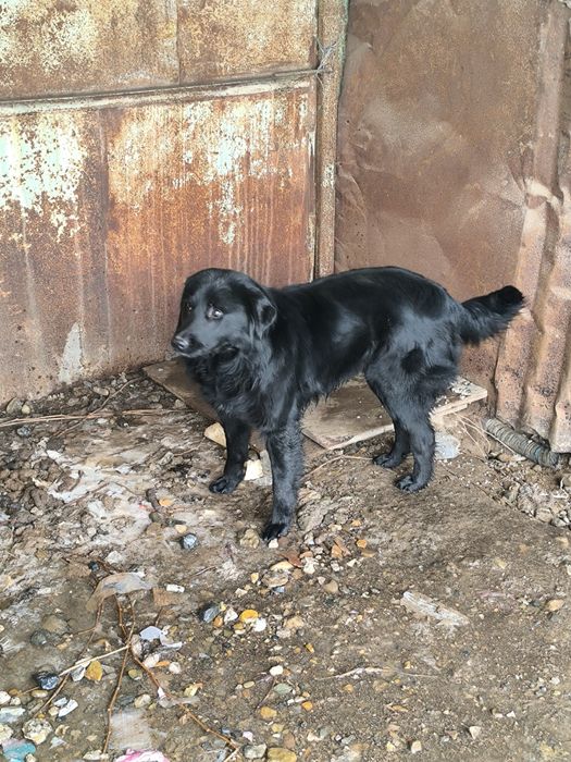 Отдам Собаку Кабель