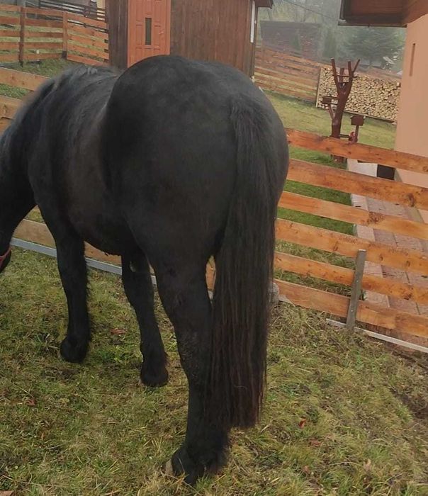 Vând mânz de 1 an și 7 luni