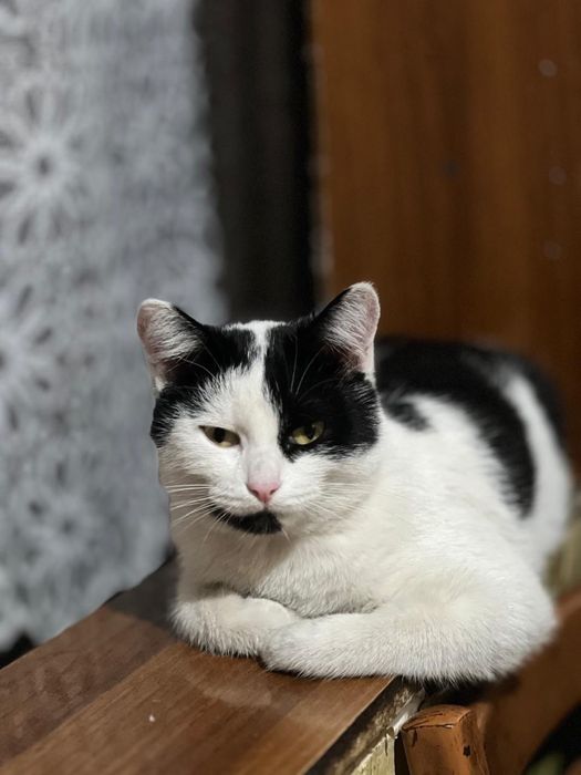 Кошечка (8 месяцев) отдам