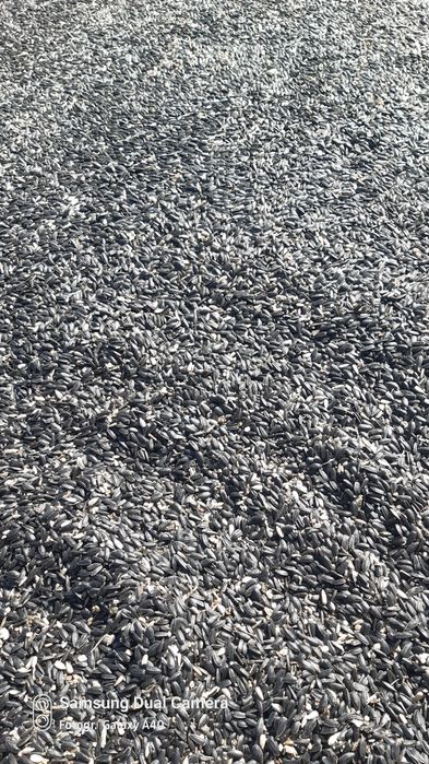 Vând floarea soarelui