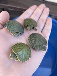 срочно черепахи малыши