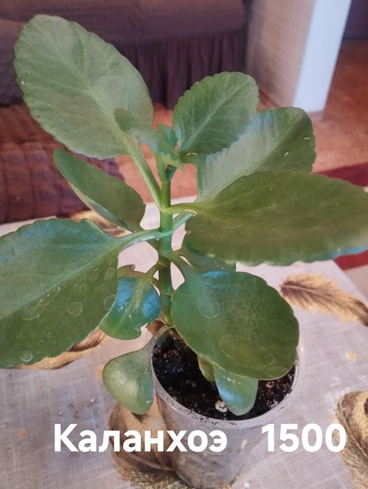 Продам комнатные растения не дорого