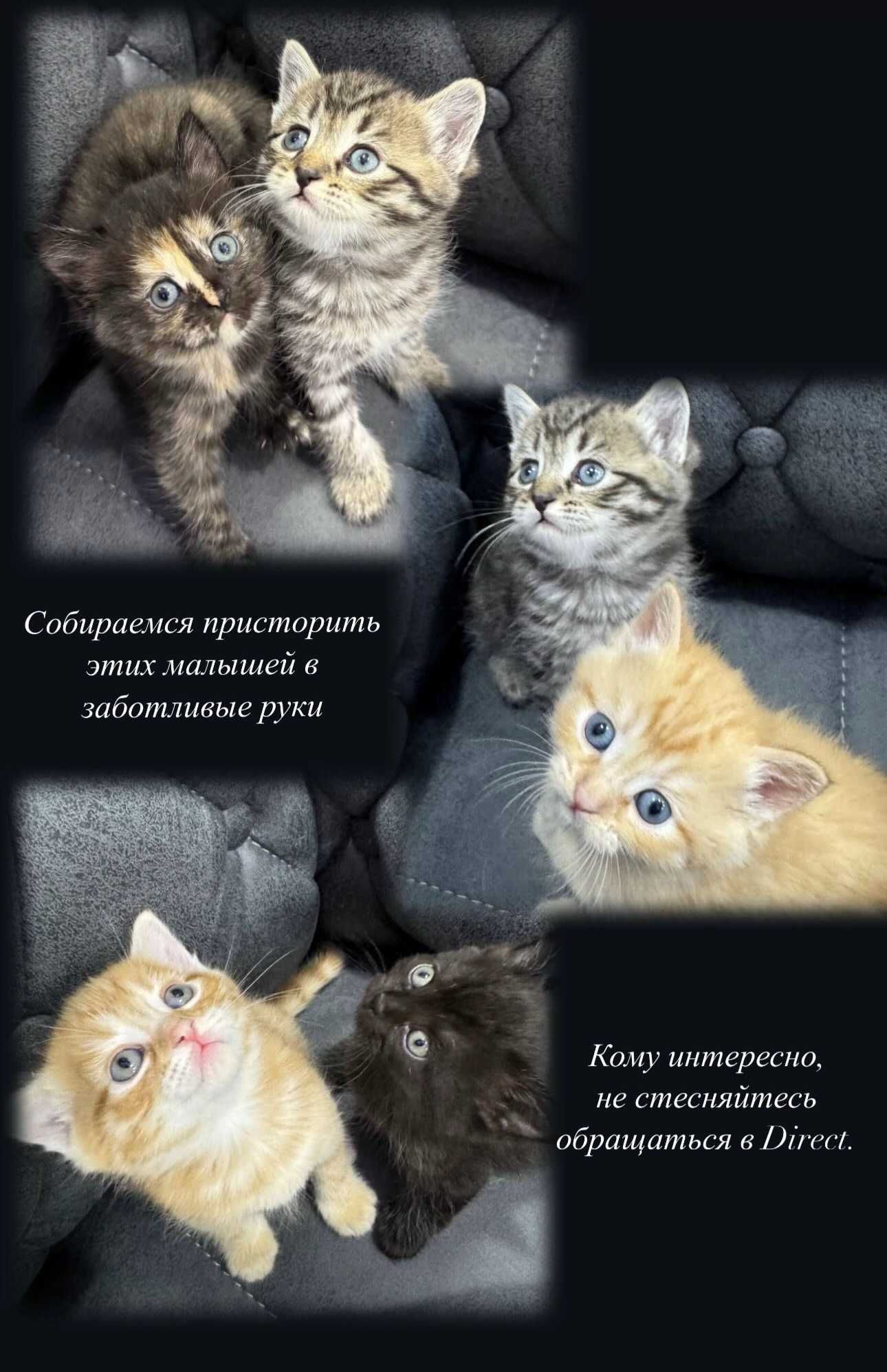 Папа шиншила мама сиб.