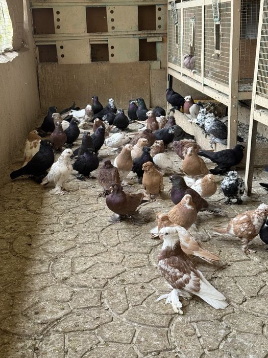 Kaptarla sotiladi kabutar, голубь голуби kaptar