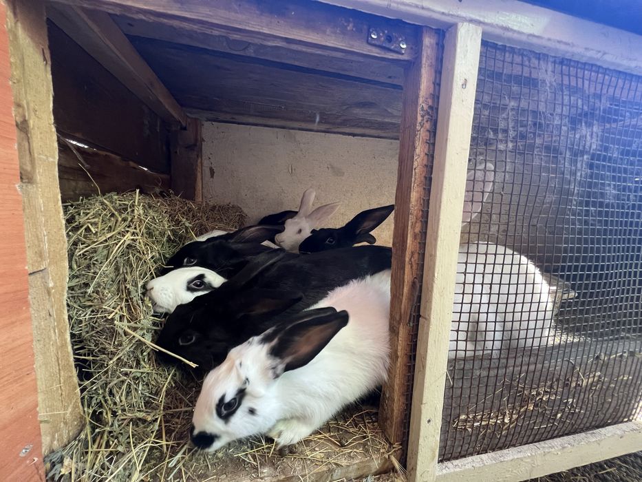 Зайци за проданн