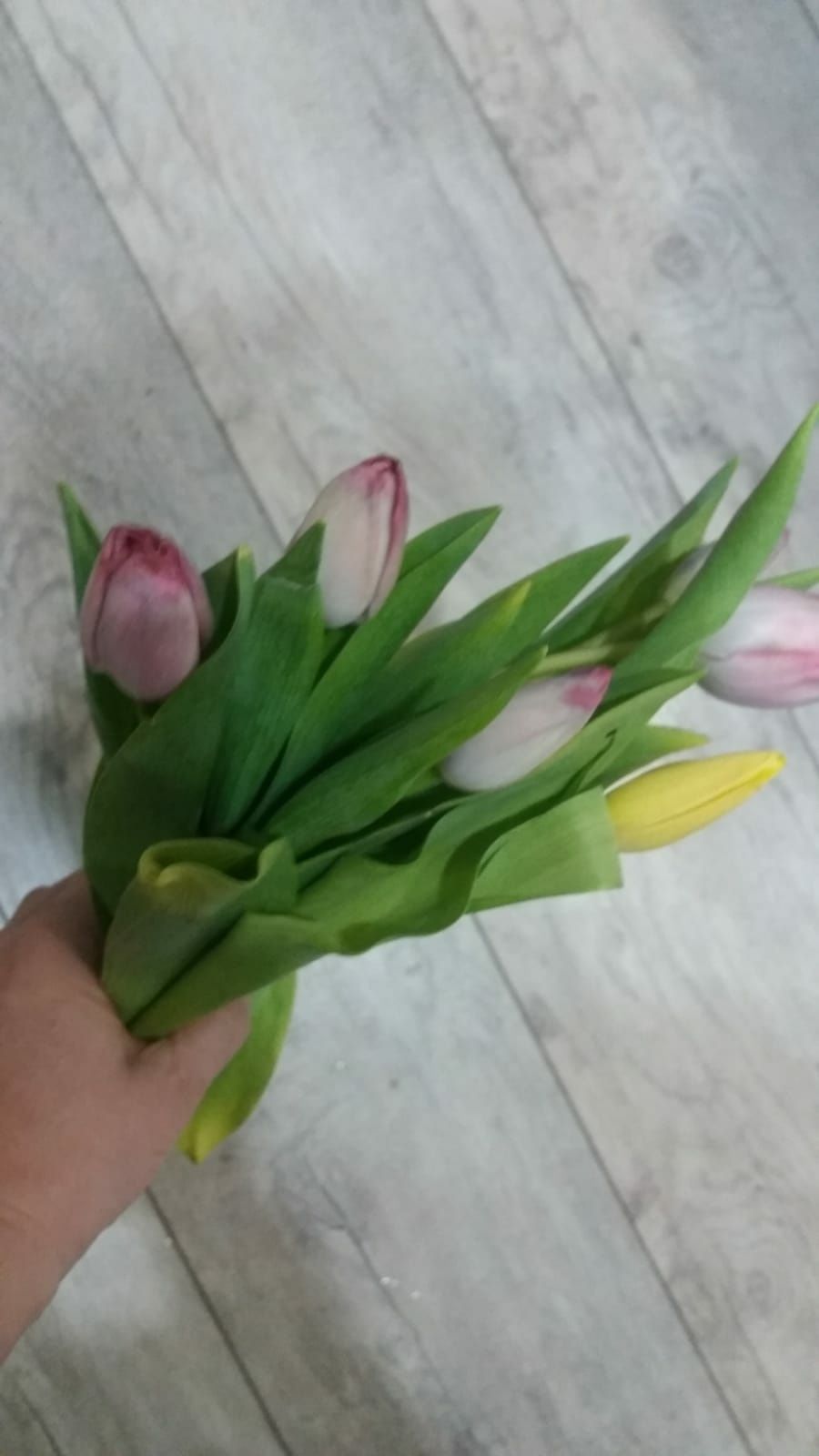 тюльпан 1 шт 350 в розницу доставка по  г.Астана