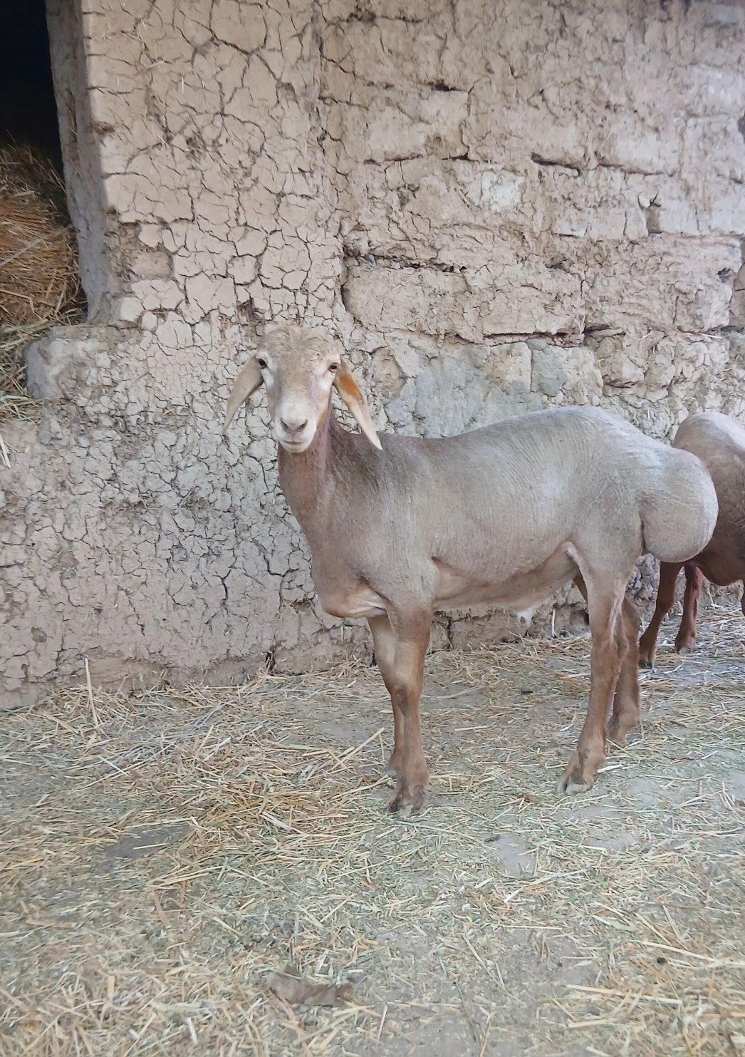 qozi qochqor arashan