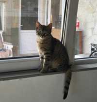 Preluare Pisicute Bucovinene - Adorable Female Kitten for Adoption!