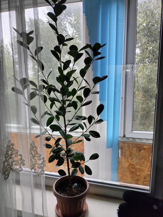 Продам домашнее цветы Фикус