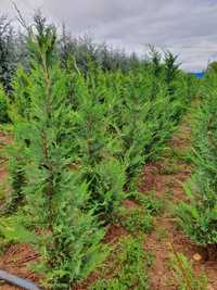 Vindem plante ornamentale  Amenajări grădini de la A la Z