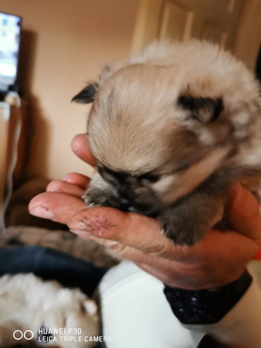 Померан, момиче.