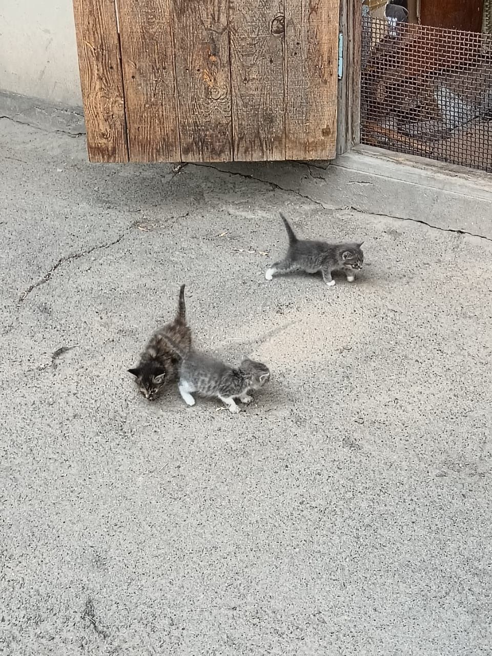 Котята  бесплатно