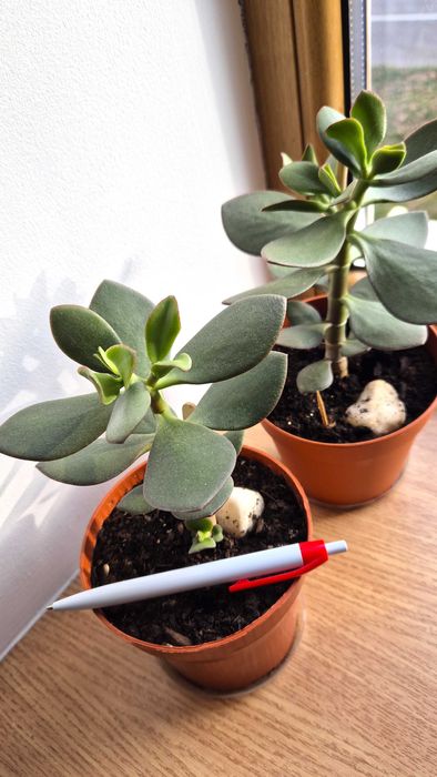 Денежное дерево (крассула) комнатные растения цветы.