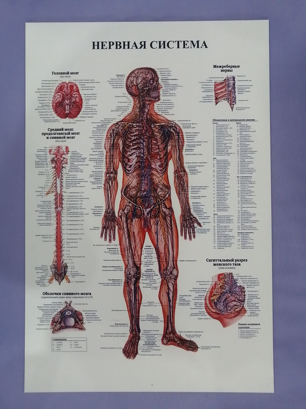 Анатомические стенды. Плакаты. Анатомия тела человека