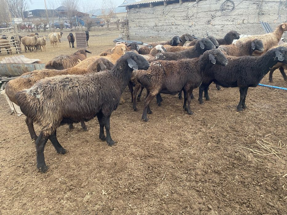 Продам жирных баран