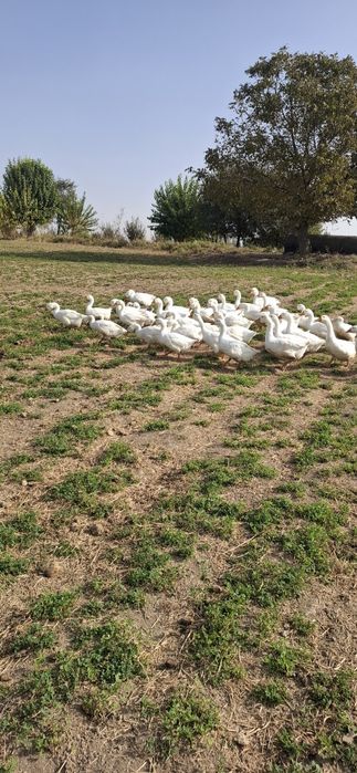 Продаются гуси 45 шт