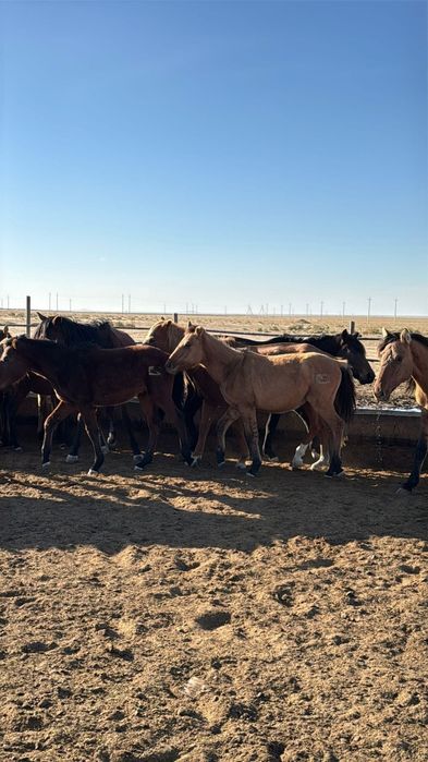 Базои ауылында доставка бар