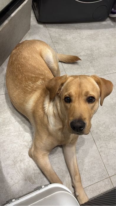 Щенок Лабрадора 10 месяцев