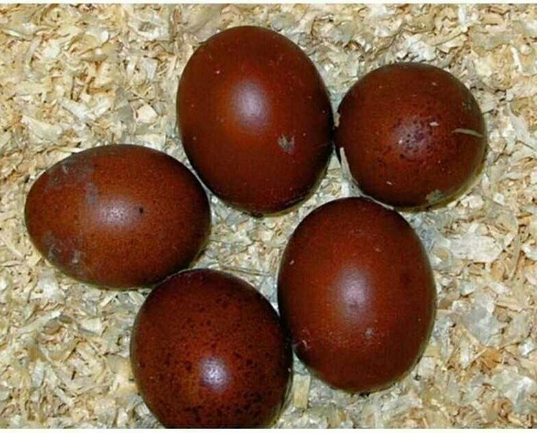 Продам цыплят кур Маран