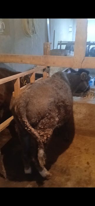 Бузаклар  1 эркак 5 ургачи 7.8 айлик 250 имнгдан