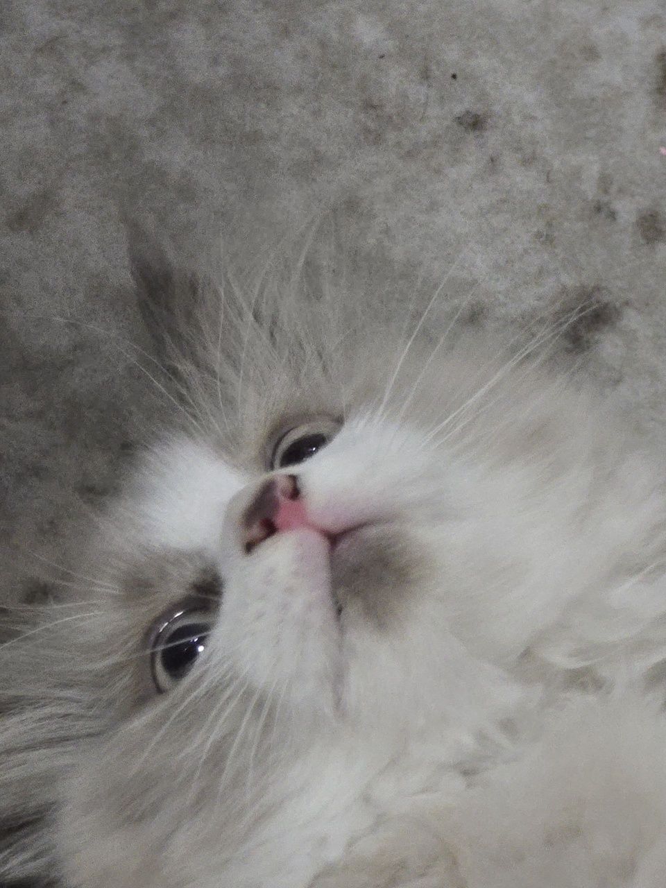 Продаётся котенок