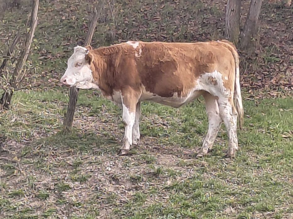 Junincă bălțată de vânzare