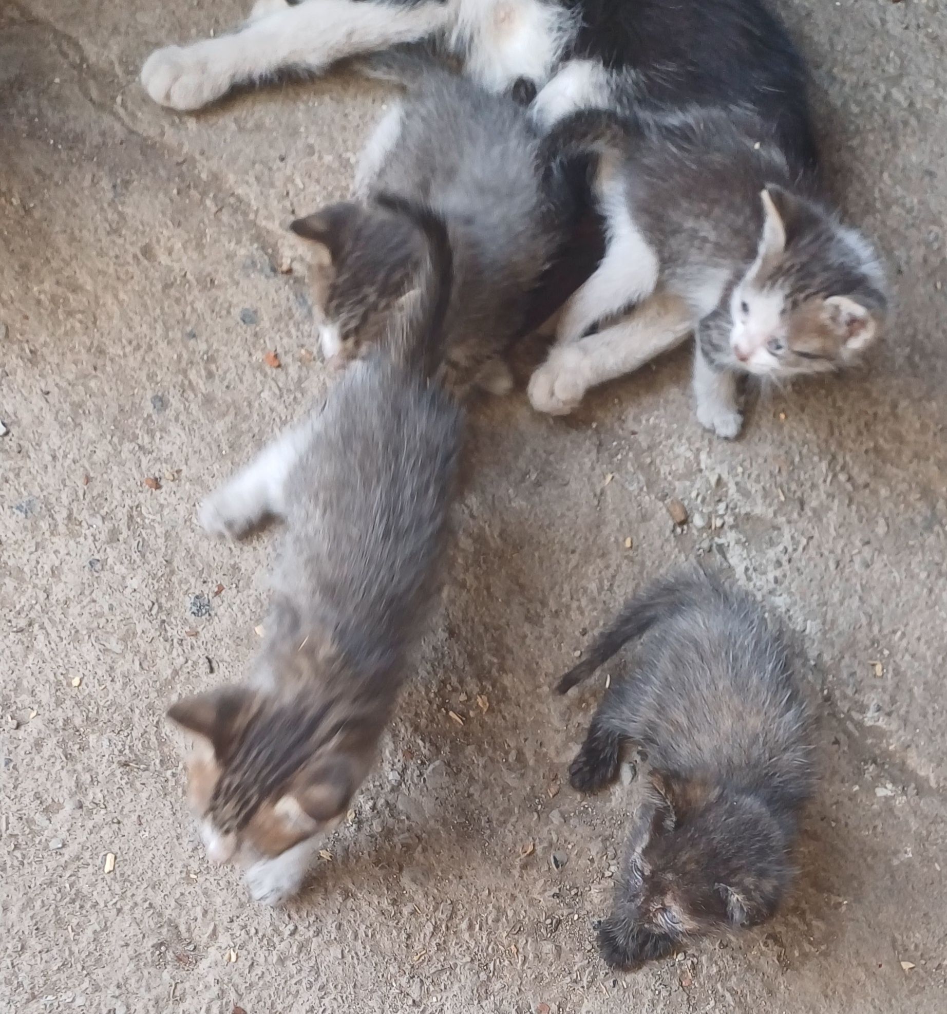 Donez pui de pisică