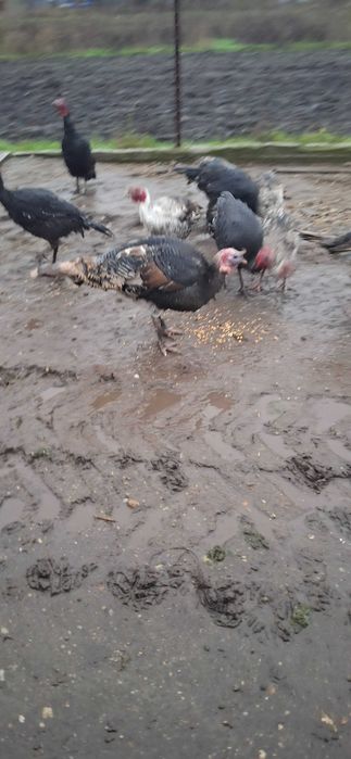 Curcani de țara crescuti natural