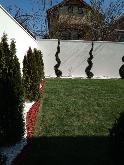 Gazon rulou plante ornamentale