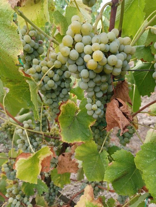 Vand struguri pentru vin