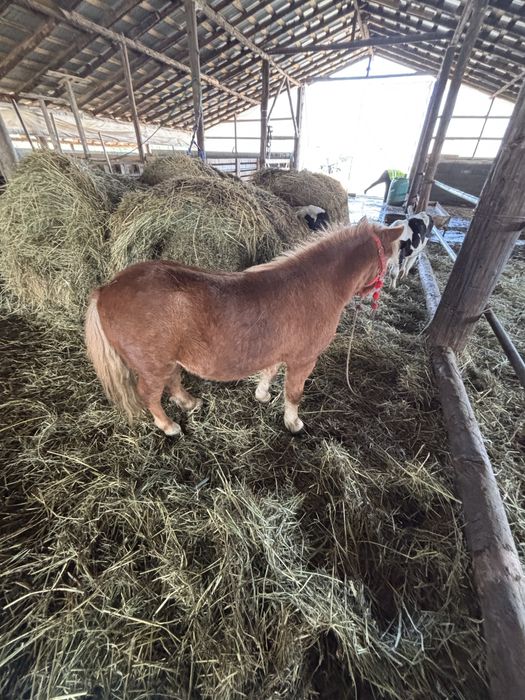 Vand ponei foarte cuminte cal