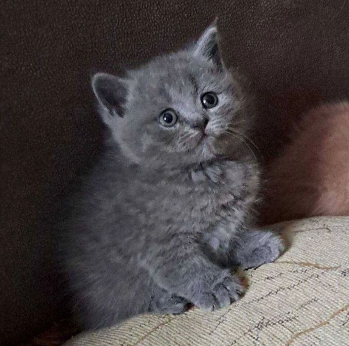 skotish strayt sotiladi 2 oylik