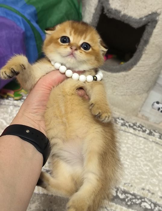 Котята от правильной вязки