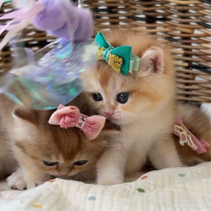 Котятa золoтыe шиншиллы для вас!