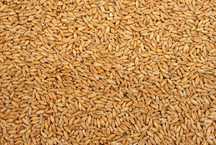 Triticale de vânzare