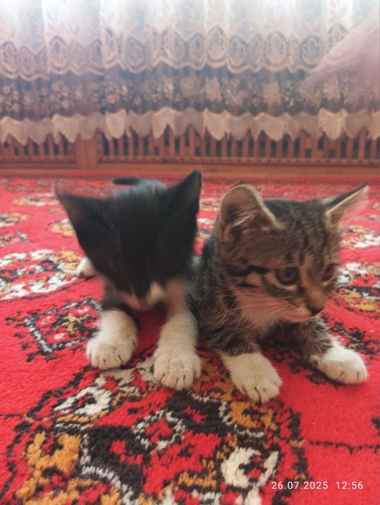 mushug be pul.