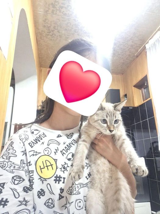 Продаётся сямская кошка сумма: 500.000 тыс сум