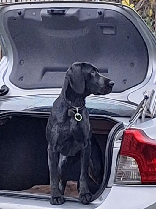 vand caine de companie