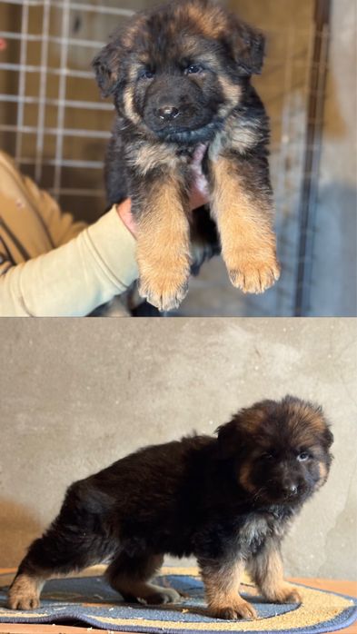 Pui Ciobanesc german