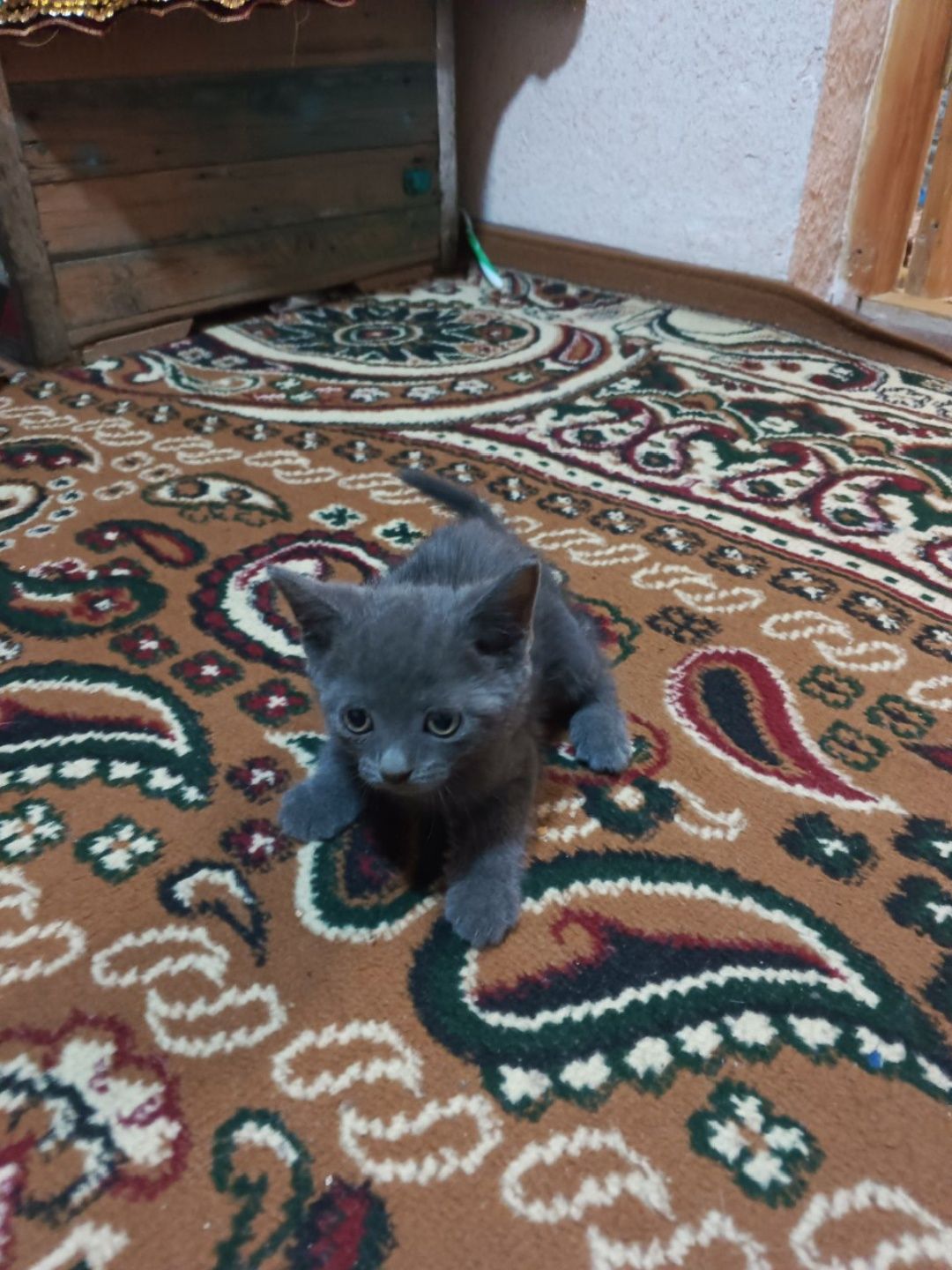 Шотландские вислоухие котята