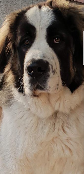 Вязка Кобель Московская сторожая