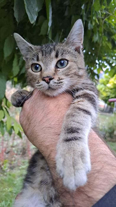 5 pui pisica, pt adoptie