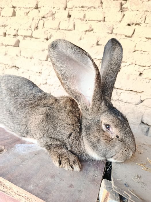 Quyon zotli qoni toza paroda FLANDER SAMECH ERKAK