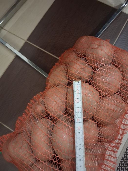 Cartofi rosu Bellarosa