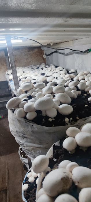 Компост для выращивание шампиньенов