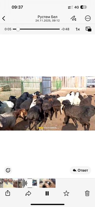 Тоқты Қошқарлар 100 бас сатылады!