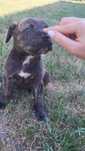 Vand cățeluș Cane Corso
