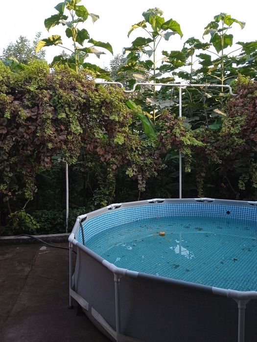 Павловния ку'чатлари сотилади.