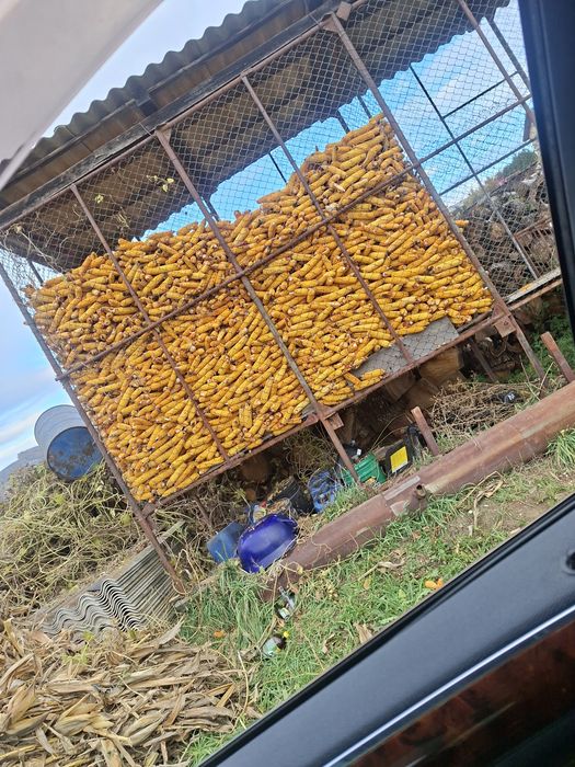 Vând porumb  știuleți